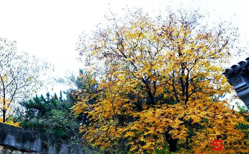 秋風(fēng)蕭瑟，層林盡染